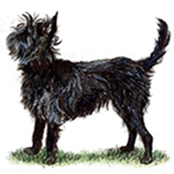 (image for) Affenpinscher