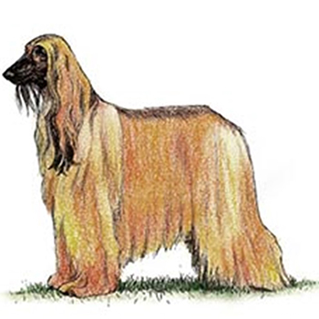 (image for) Afghan Hound