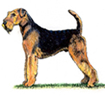 (image for) Airdale Terrier