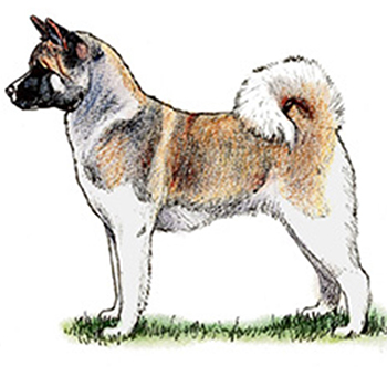 (image for) Akita