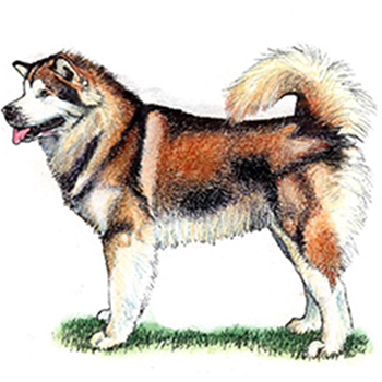 (image for) Alaskan Malamute