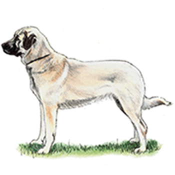 (image for) Anatloian Shepherd Dod