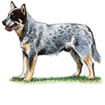 (image for) Australian Cattle Dog