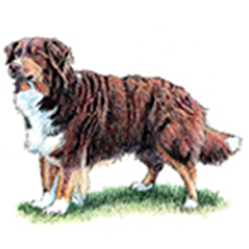 (image for) Australian Shepherd Dog