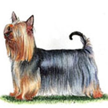 (image for) Australian Silky Terrier