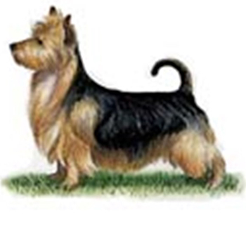 (image for) Australian Terrier