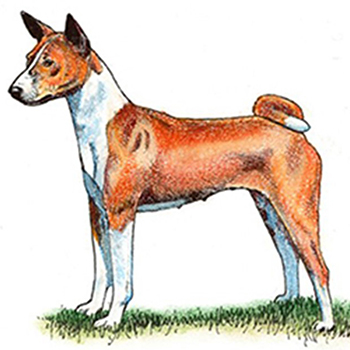 (image for) Basenji