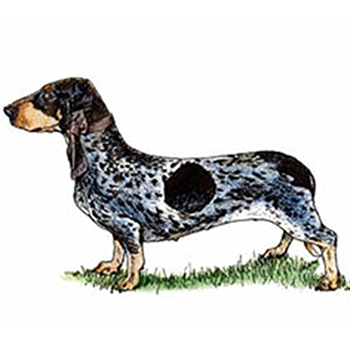 (image for) Basset Bleu De Gascogne