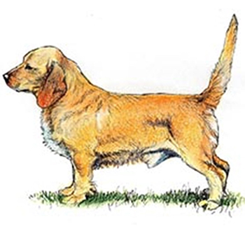 (image for) Basset Fauve De Bretagne