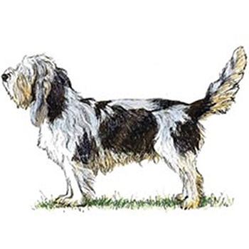 (image for) Basset Griffon Vendeen (Grand)