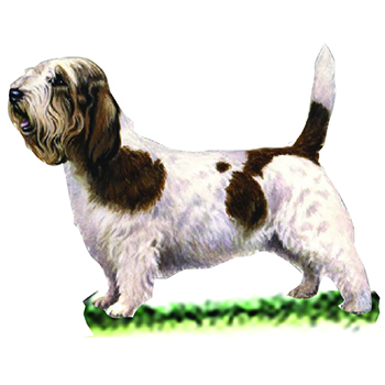 (image for) Basset Griffon Vendeen (Petit)