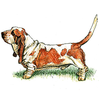 (image for) Basset Hound