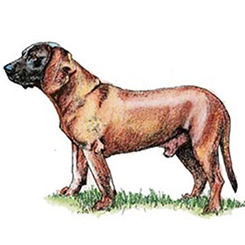 (image for) Bavarian Mountain Hound