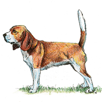 (image for) Beagle