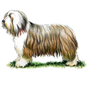 (image for) Bearded Collie