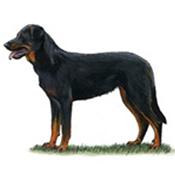 (image for) Beauceron