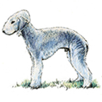 (image for) Bedlington Terrier