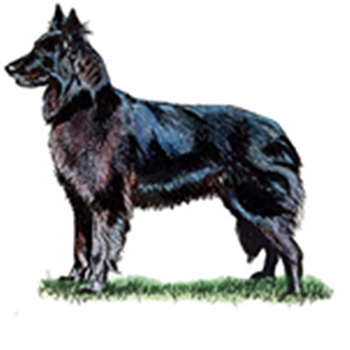 (image for) Belgian Shepherd - Groendael