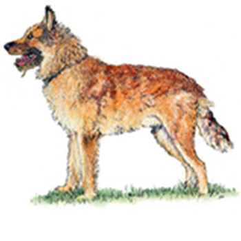 (image for) Belgian Shepherd - Laekenois