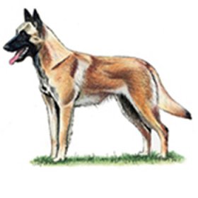 Belgian Shepherd - Malinois