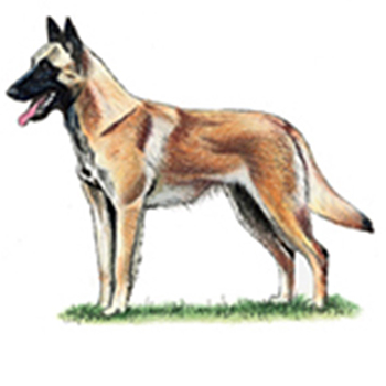 (image for) Belgian Shepherd - Malinois