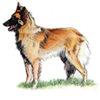 (image for) Belgian Shepherd - Tervueren