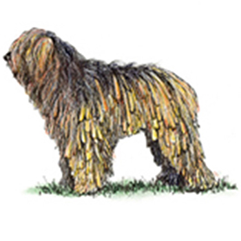 (image for) Bergamasco