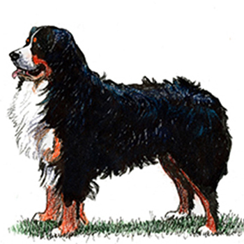 (image for) Bernese Mountain Dog