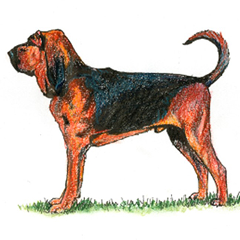 (image for) Bloodhound