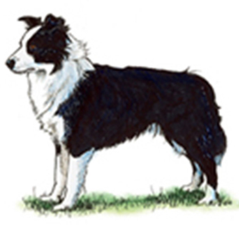 (image for) Border Collie