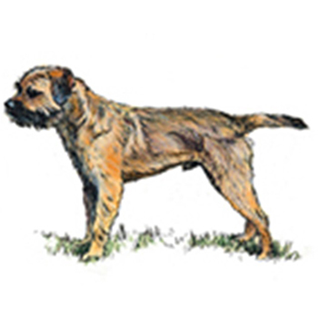 (image for) Border Terrier