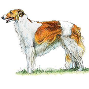 (image for) Borzoi