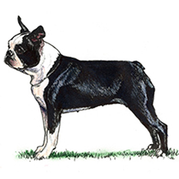 (image for) Boston Terrier