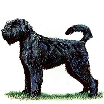 (image for) Bouvier Des Flandres