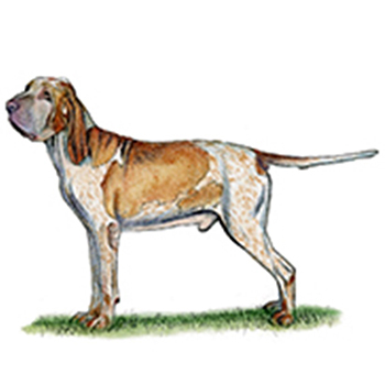 (image for) Bracco Italiano