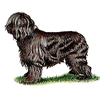 (image for) Briard