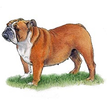 (image for) Bulldog