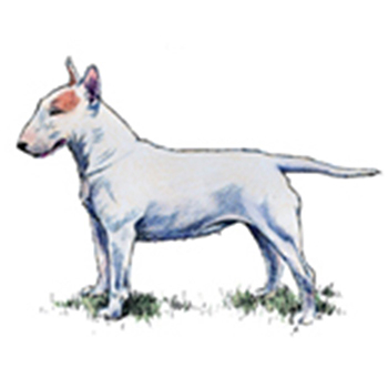 (image for) Bull Terrier