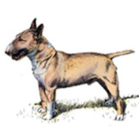 Bull Terrier - Miniature