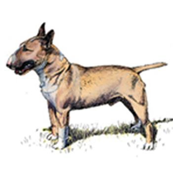 (image for) Bull Terrier - Miniature