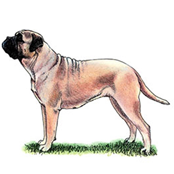 (image for) Bullmastiff