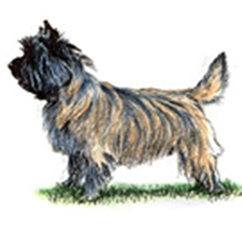 (image for) Cairn Terrier