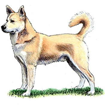 (image for) Canaan Dog