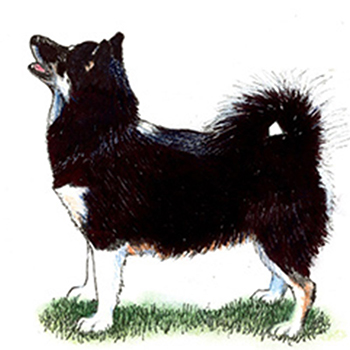 (image for) Canadian Eskimo Dog