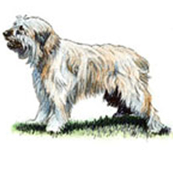 (image for) Catalan Sheepdog