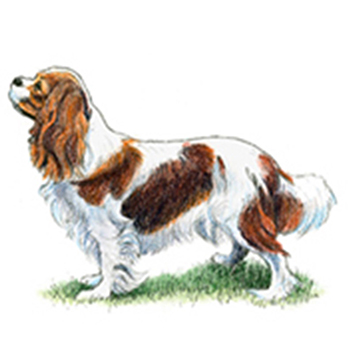 (image for) Cavalier King Charles Spaniel