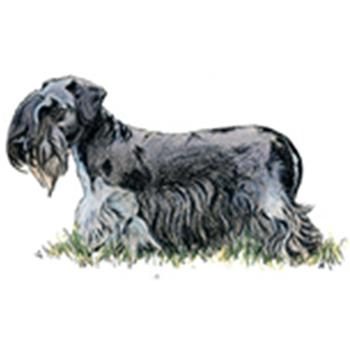 (image for) Cesky Terrier