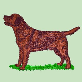 Brown/Chocolate Labrador (WD129C)
