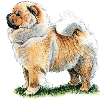 (image for) Chow Chow