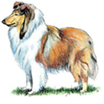 (image for) Collie - Rough